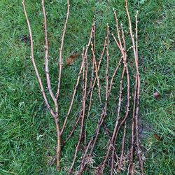 Black current . $1 for each 