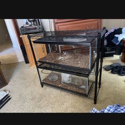 Snake Terrarium King Snake 