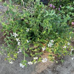 Plants