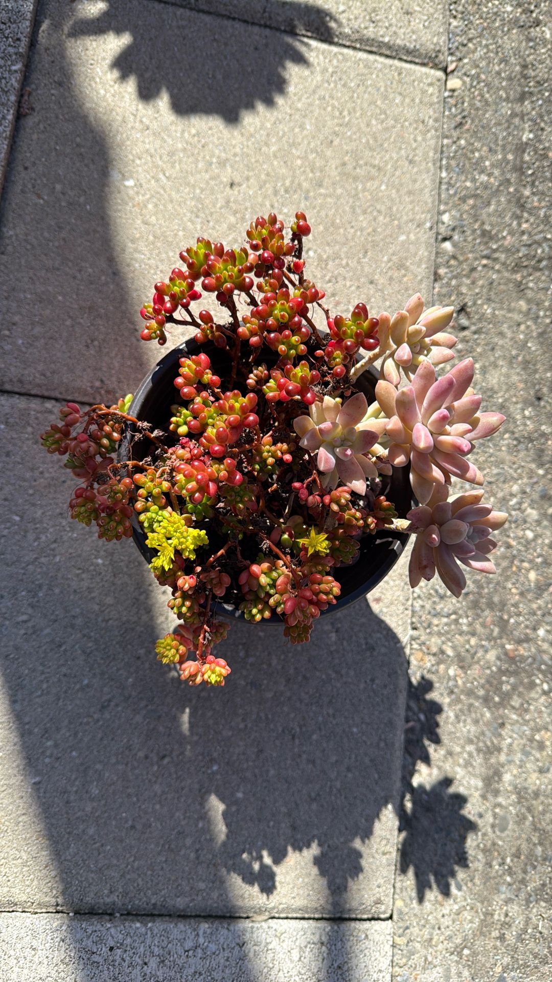 Succulent Plants 6” Pot 