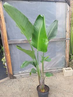 Birds of Paradise Plant 5' Tall in 10" Nursery Pot