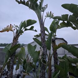 Giant White Birds of Paradise Plants (Strelitzia nicolai)