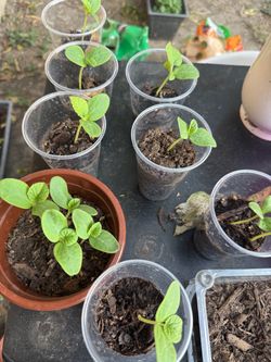 Cantaloupe seedlings