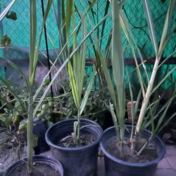 Green Sugarcane Plant