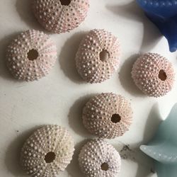 Sea Anemone 2 For 5$ 