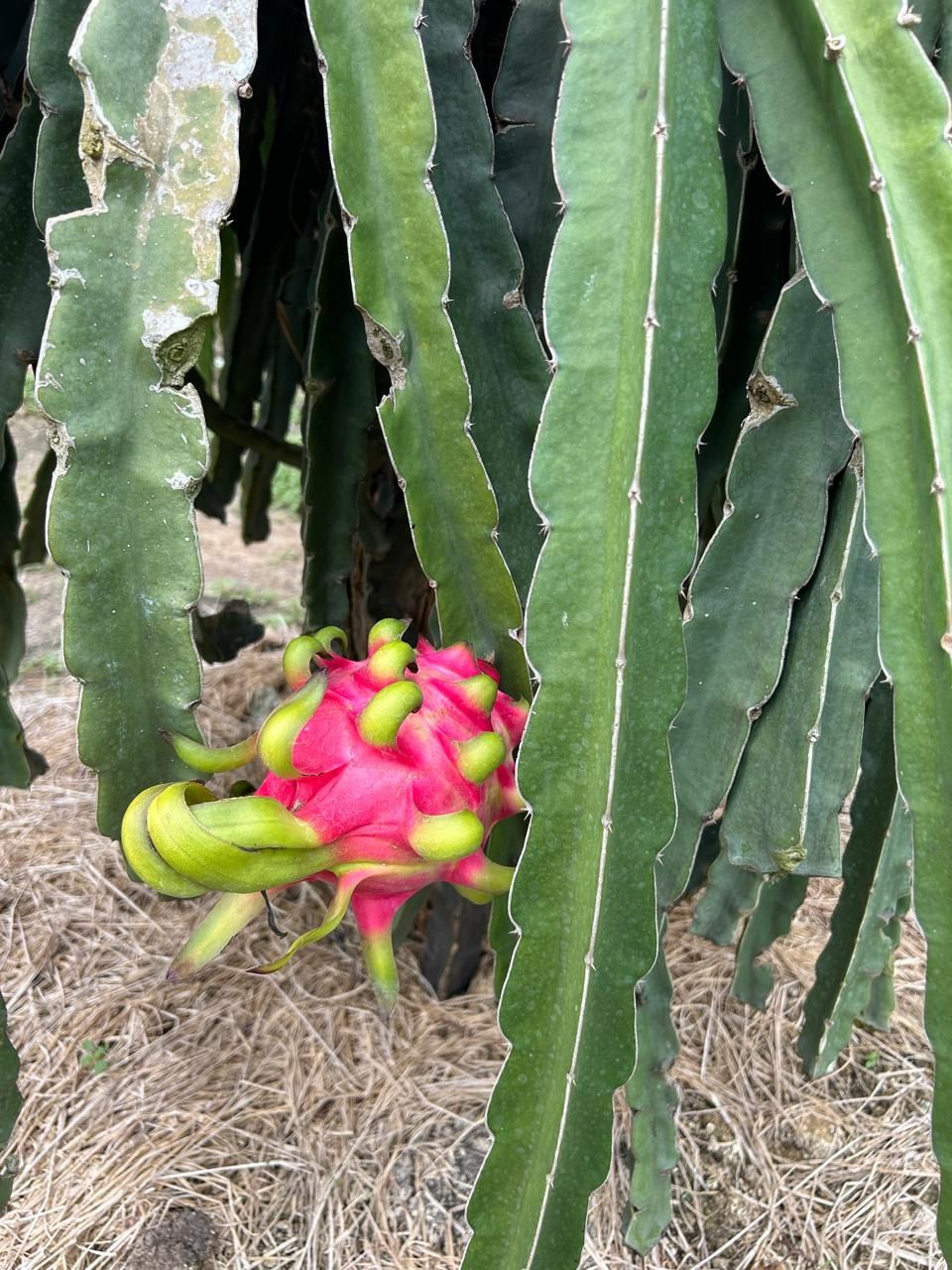 Dragon Fruit Plant