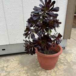 Black Rose Aeonium Plant 