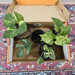 Box Of Plant Babies!