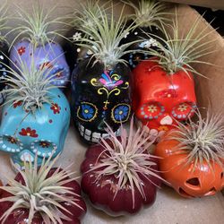 Air Plants On Skull