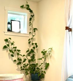 Pothos