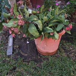 Corona De Cristo /crown  Plant 