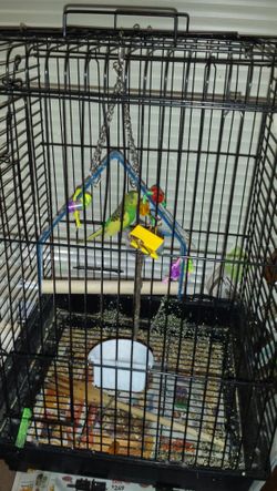 Birds cage