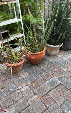 3 Potted Large Plants, 2 Are Terra Cotta Clay, 1 Plastic Resin,aloe