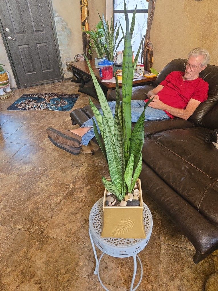 2ft 5in Tall Sansevieria Snake Plants In Ceramic Pot With Shells And Stones 