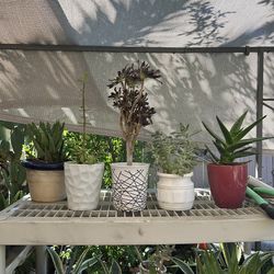 BEAUTIFUL PLANTS 🪴