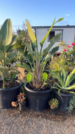 Giant birds of paradise