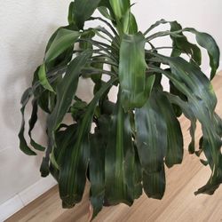Mass Cane Dracaena Fragrans 