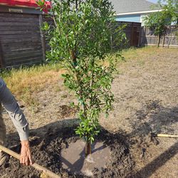 Oak Trees 8Ft/ Robles Árboles 8Pies