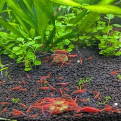 Freshwater Aquarium Shrimp Decor - Fire Red Neocaridina