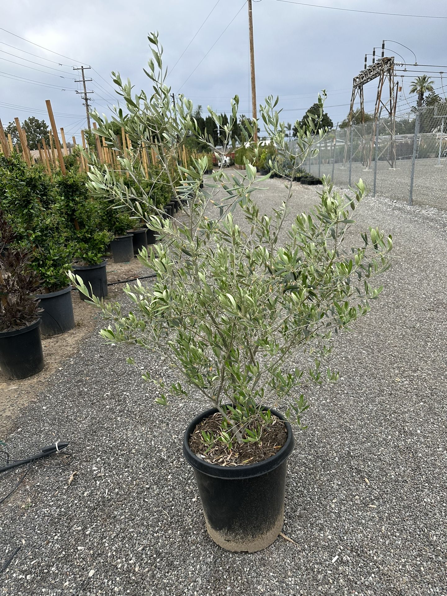 Olive Multi Trunk Tree