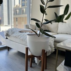 Rubber Plant Ficus elastica With Pot