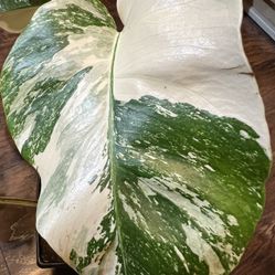 Variegated Monstera Albo Plant Cutting ( Pls Read Description Below)