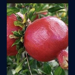 1 Gallon Pomegranate Fully Rooted Plant Punica Granatum