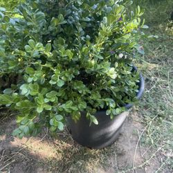 Boxwood ,,Green Beauty Plant