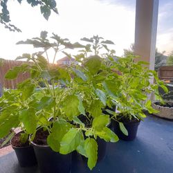 Healthy, Bushy Tulsi Plants *No Need To Re-pot”