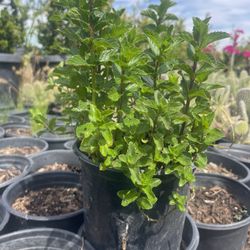 Mentha Spicata