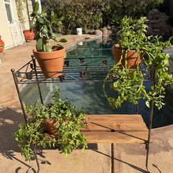 Plant Stand With Plants