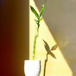 Lucky Bamboo Plant/ Indoor Plant/ House Plant  Flower Patio Garden 