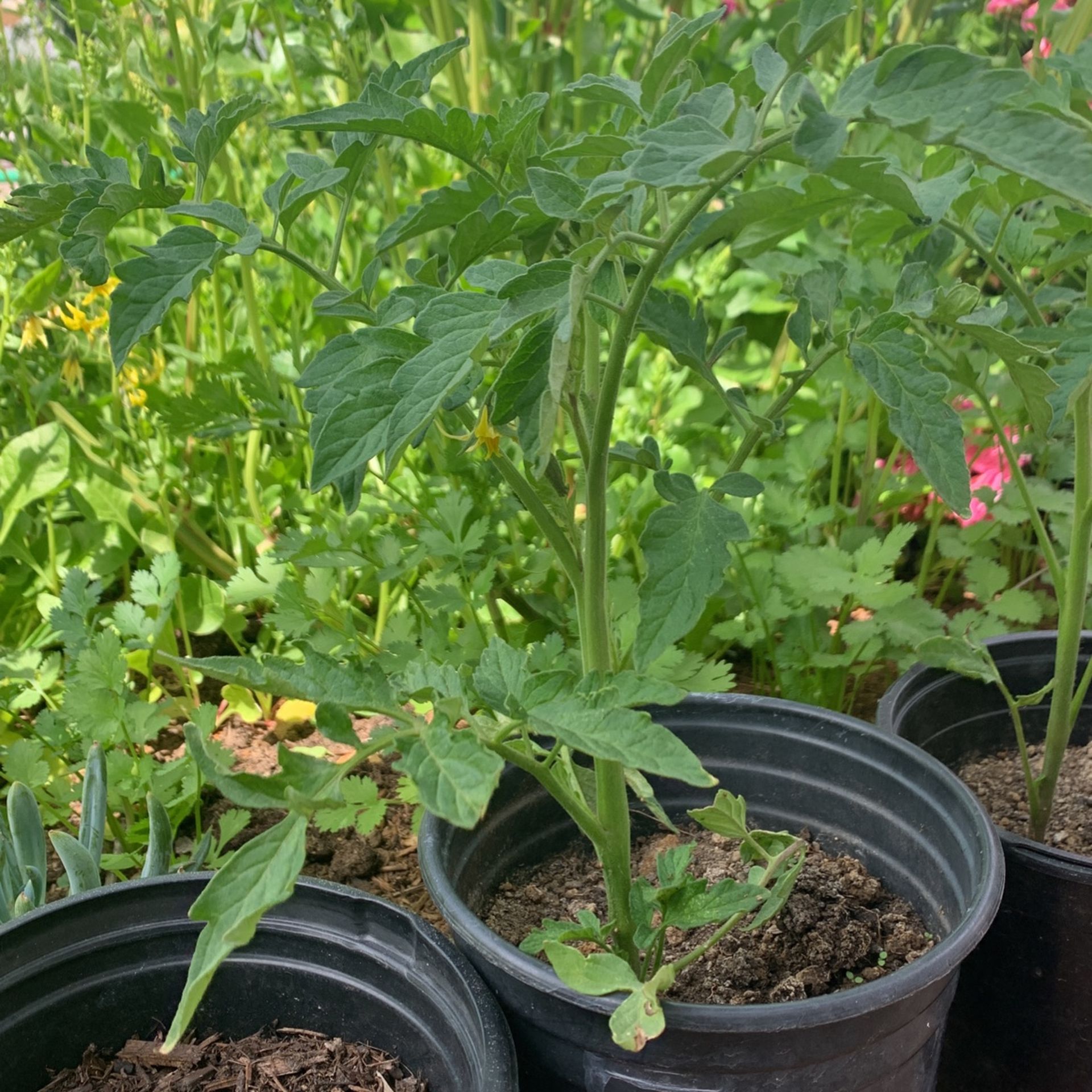 Tomatoe Plants