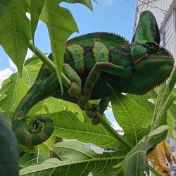 Reptile Enclosure Chameleon Plants For Cages