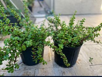Elephant Bush Plant Nice And Green  2 Year Old 