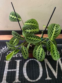 Lemon lime maranta