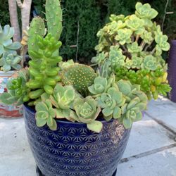 Beautiful Succulent Variety In Medium Size Blue Ceramic Pot 🪴 
