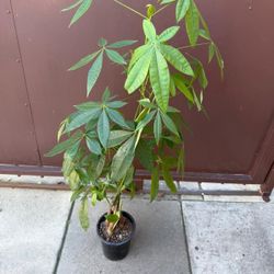 money tree 4ft tall 