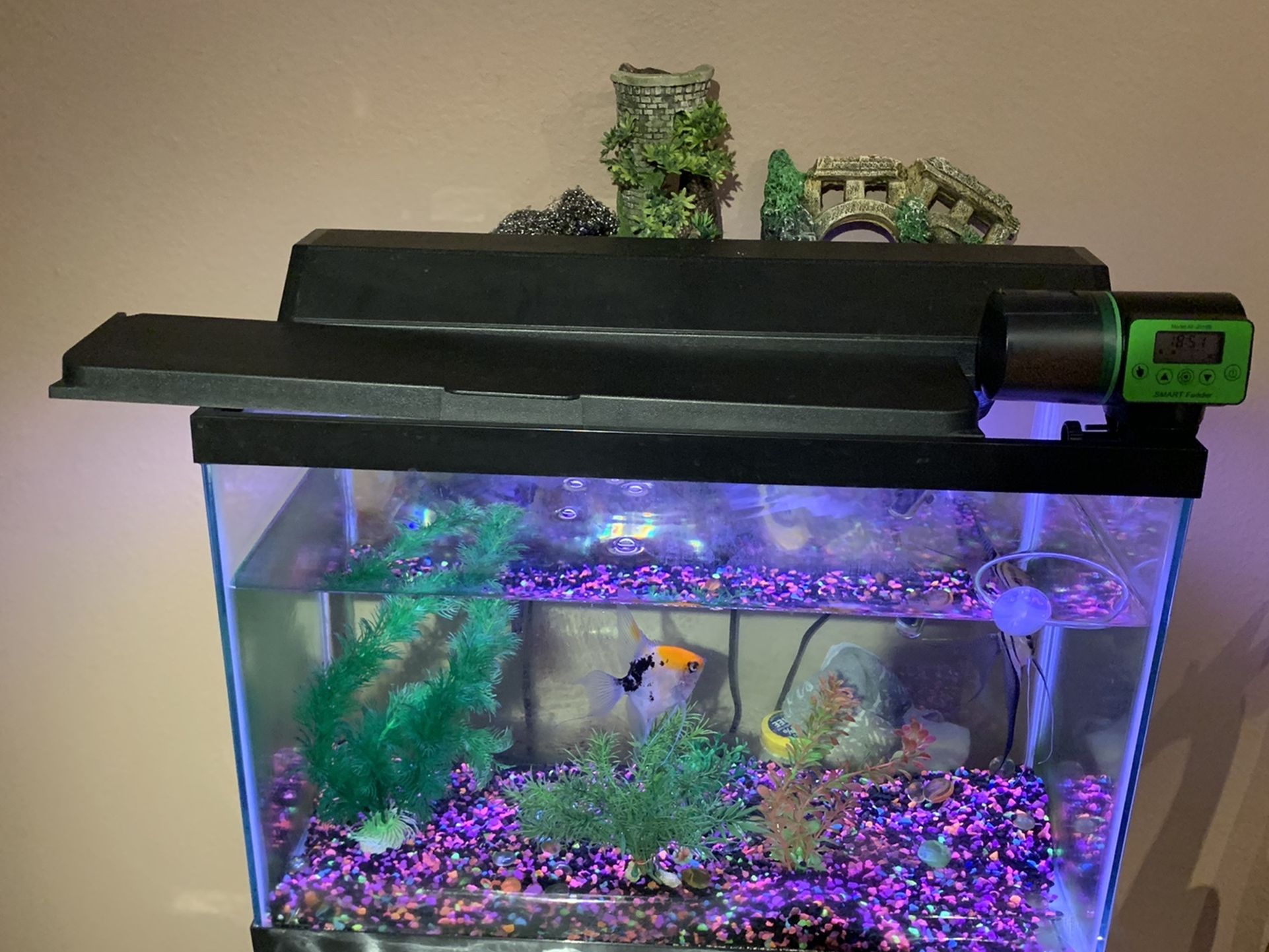 20 Gallon Fishtank With Angelfish