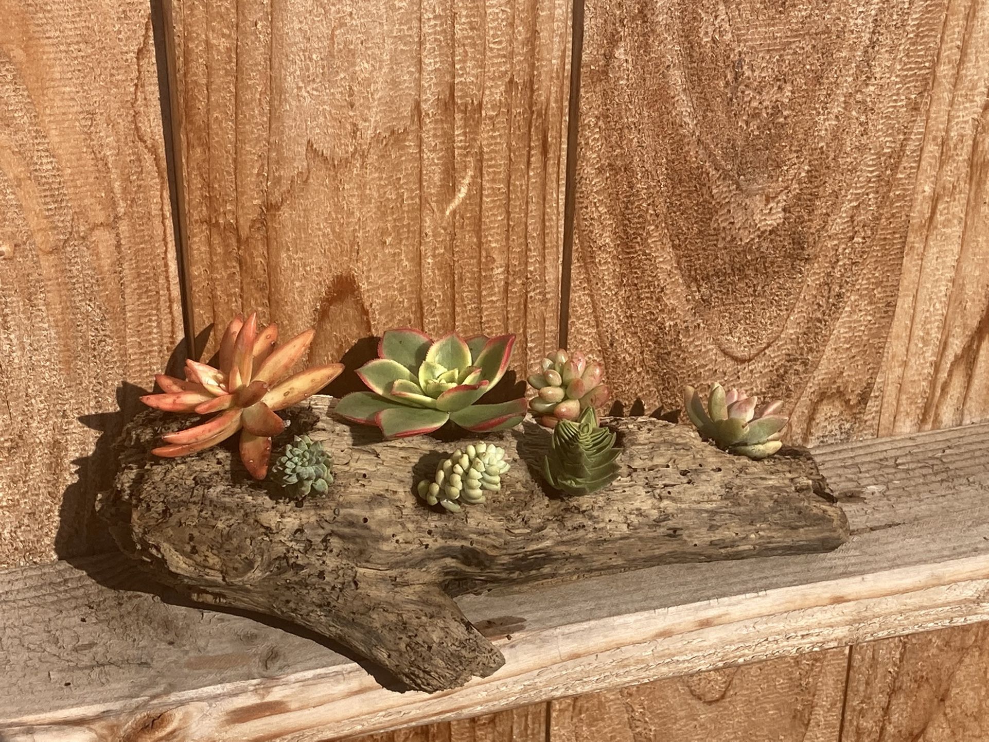Driftwood Succulent Planter Arrangement