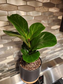 5"Fiddle Leaf Fig Plant in Matte Black Pot