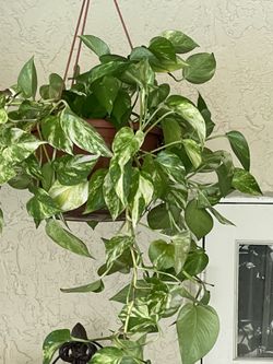 Marble White Hanging Pothos