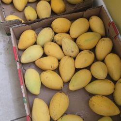 Phillipine  Pico Mango