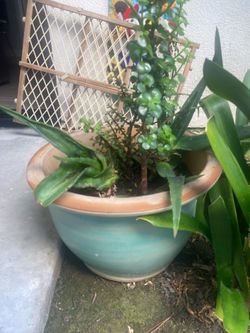 Beautiful por with growing Aloe 3o we are moving