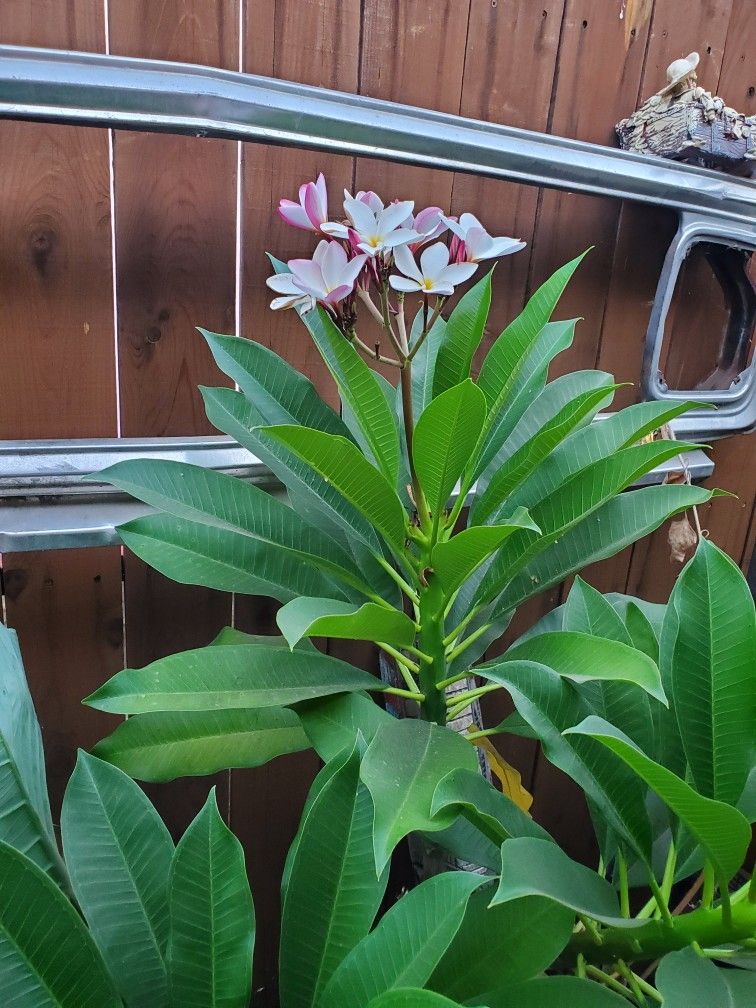 Large Plumeria Plant