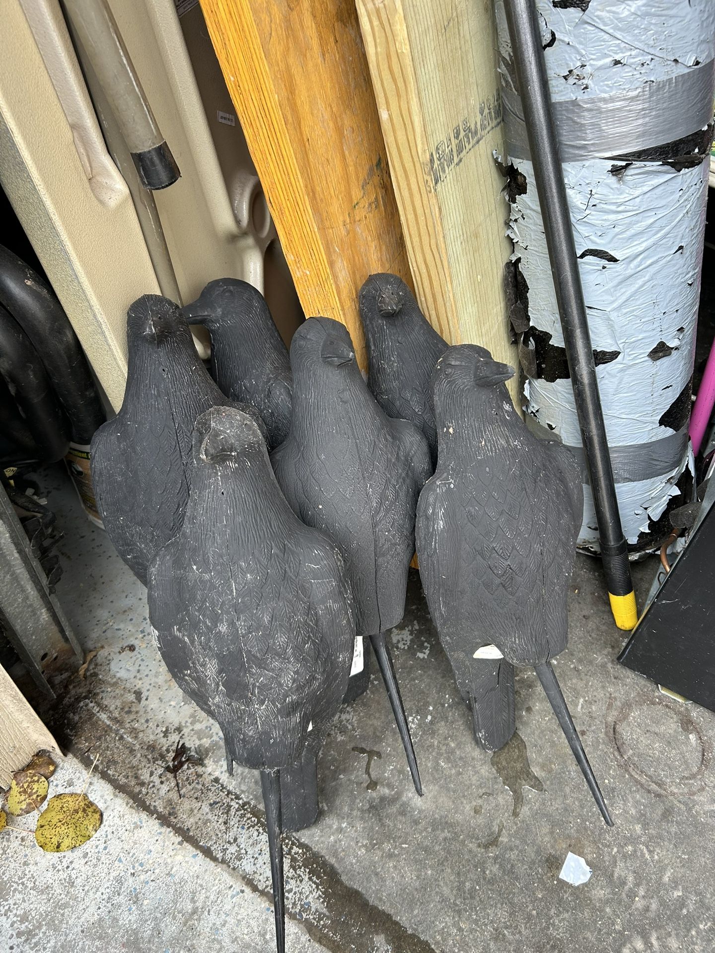 Hunting Turkeys And Black Crows