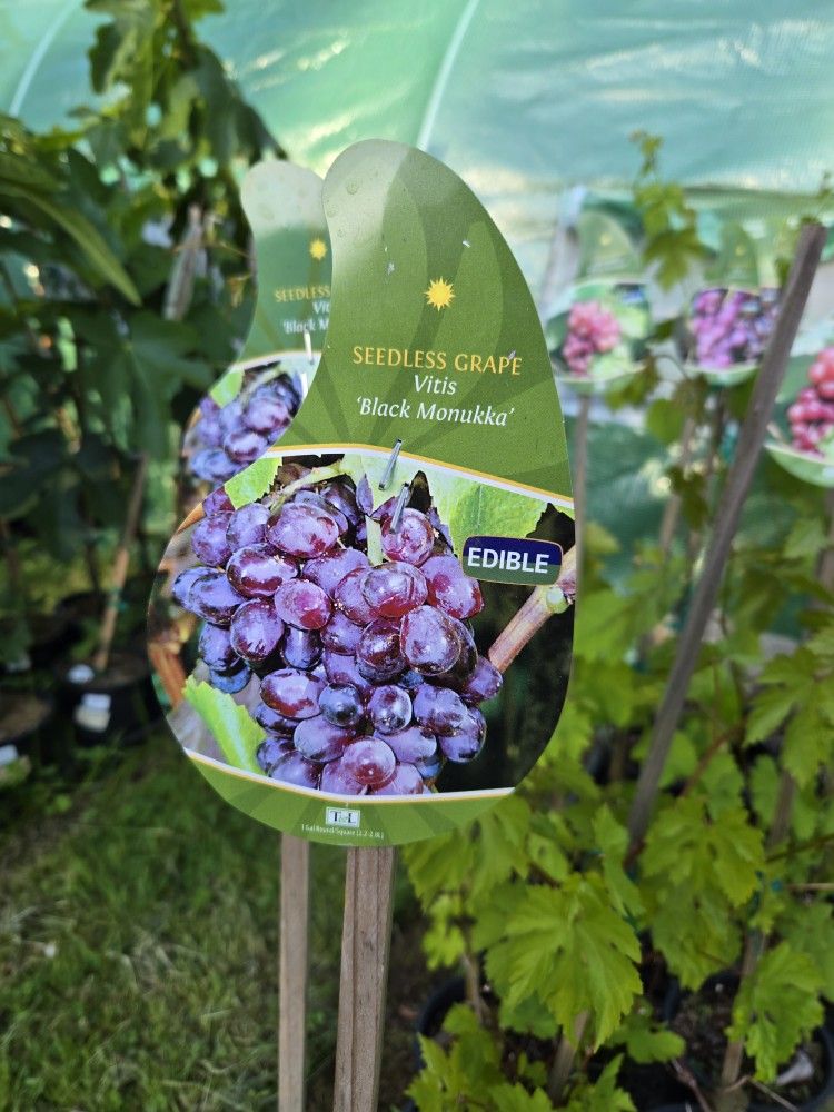 Table Grape Plant- Black Monukka (Seedless)