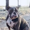 dozer