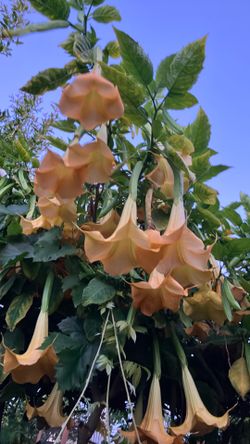 Angel trumpet bright yellow hanging flowers make a showy garden plant or tree