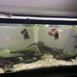 55 Gallon Tank With Stand 
